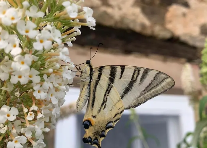 Maison Belle Vue بيت للعطل Réquista